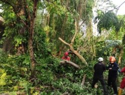 Bandung Diterjang Badai! Pohon Beringin Raksasa di Alun-Alun Ujung Berung Tumbang.