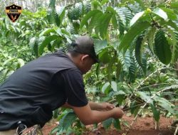 Potensi Kopi Khas Wonosobo, Tumbuh di Lahan Seluas Sekitar 3000 Hektar