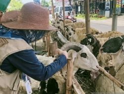 Petugas pemeriksa hewan kurban mulai diterjunkan di Karawang.