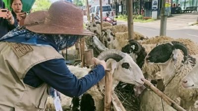 Petugas pemeriksa hewan kurban mulai diterjunkan di Karawang.